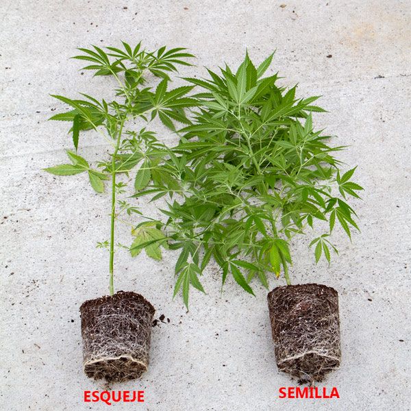 Diferencias entre esqueje y semilla