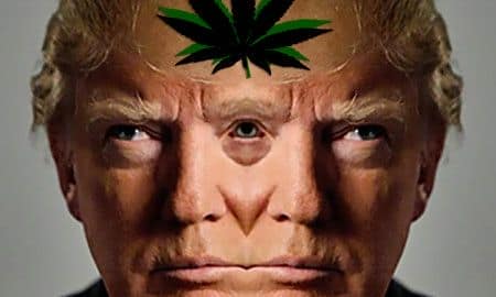Donald TRump y la marihuana
