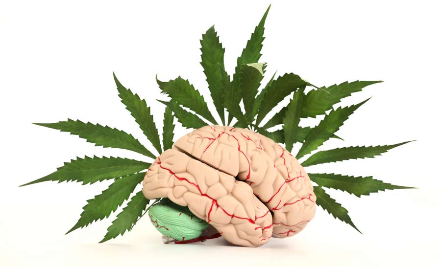 Efectos de la interacción del CBD vs THC en el cerebro