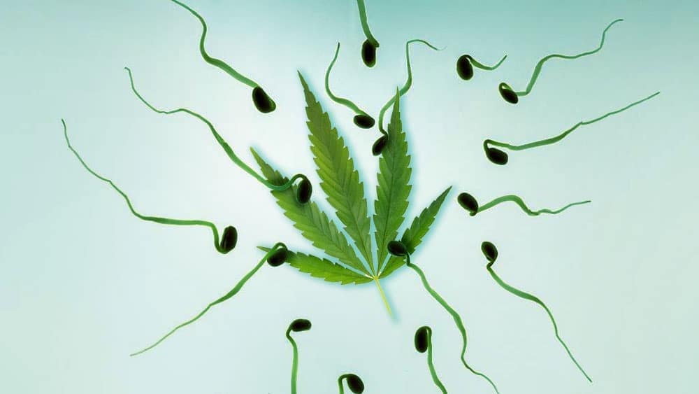 La marihuana produce cambios en el esperma.