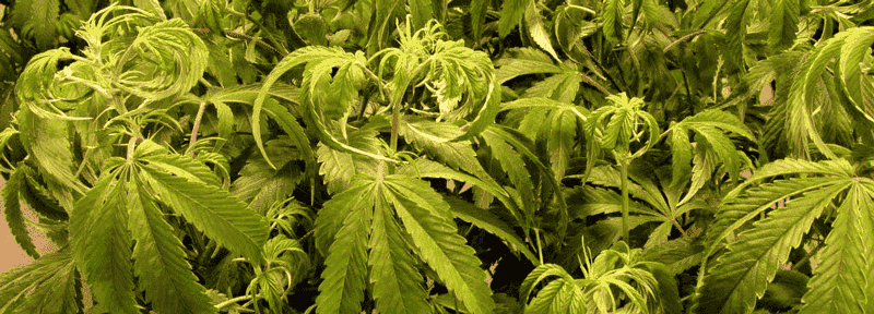 Excess watering in marijuana plants