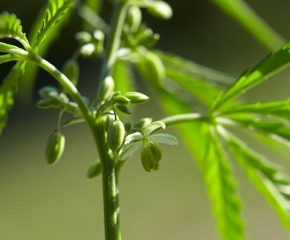 Flores masculinas de una planta de marihuana macho