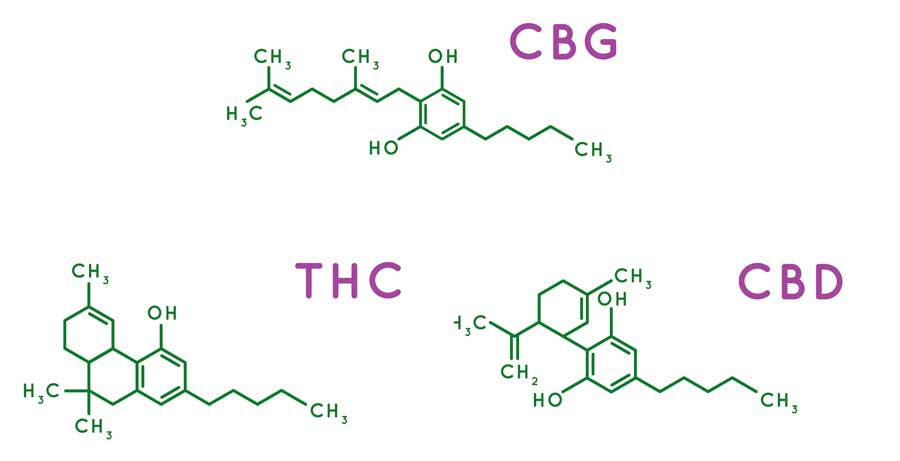 Diferencias entre CBG, CBD y THC