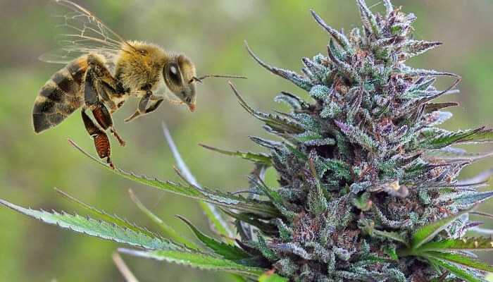Planta marihuana y abeja