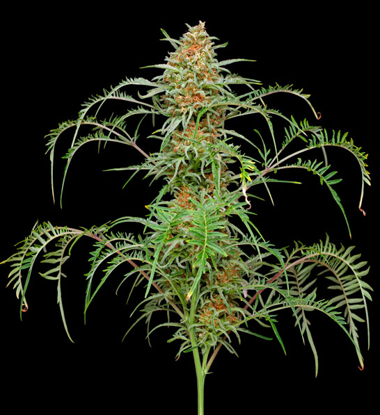 Freakshow con hojas de cannabis tipo helecho