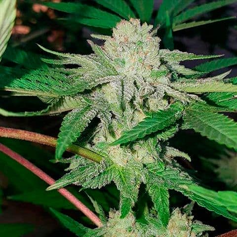 Golosa from Delicious Seeds, one of the most powerful marijuana strains