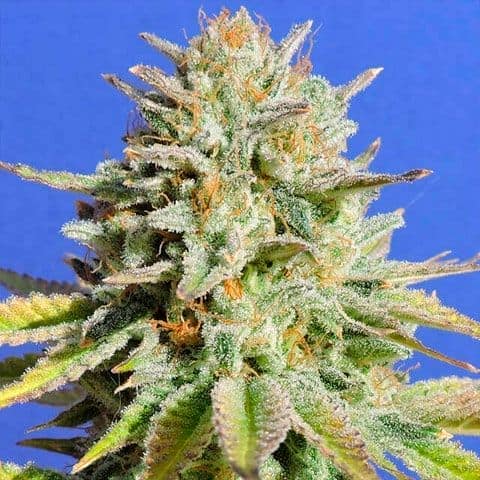 Gorilla Glue #4, one of the most powerful and narcotic marijuana strains today