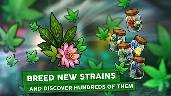 Hempire - Descubre nuevas variedades de marihuana.