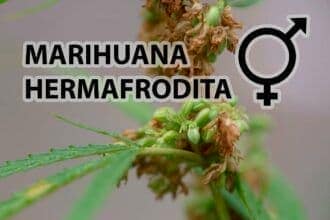 Marihuana hermafrodita