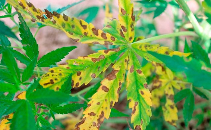 Hojas secas de marihuana por ataque de Hongos (Sephoria)