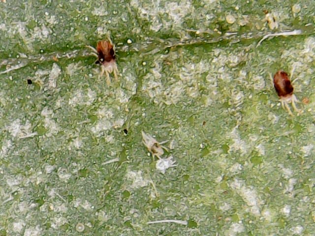 hoja infectada por varios tipos de araña roja