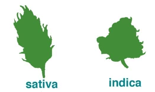 Indica / sativa - differences in buds