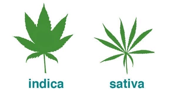 Differences in the marijuana leaves of indica and sativa plants