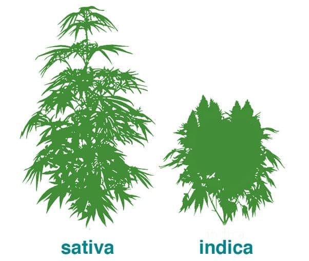 Indica sativa, difference in size and structure