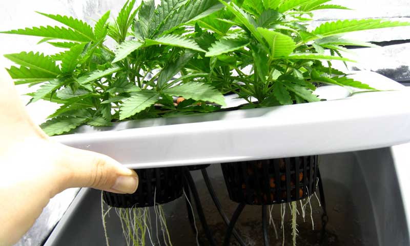Make cuttings in hydroponic or areoponic DWC system
