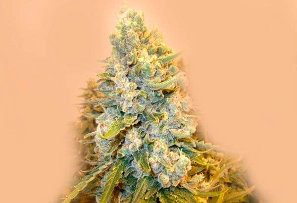 Mandarine Cookies from Narcotik Seeds, one of the most powerful marijuana