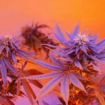 Las mejores semillas de marihuana exóticas