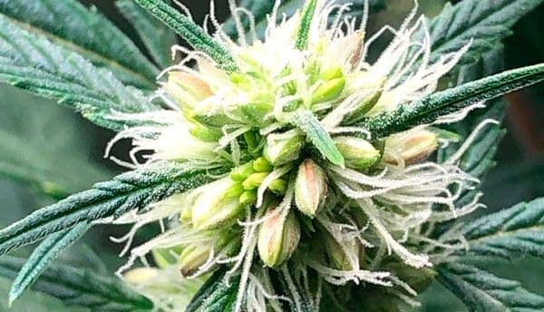 Hermaphrodite marijuana plant