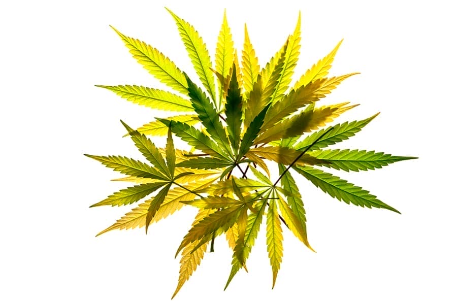 Marihuana hojas amarillas.