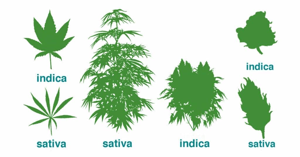 Marijuana indica and sativa