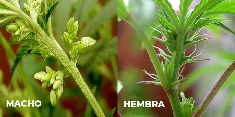 Male or female marijuana.  Learn to differentiate them.
