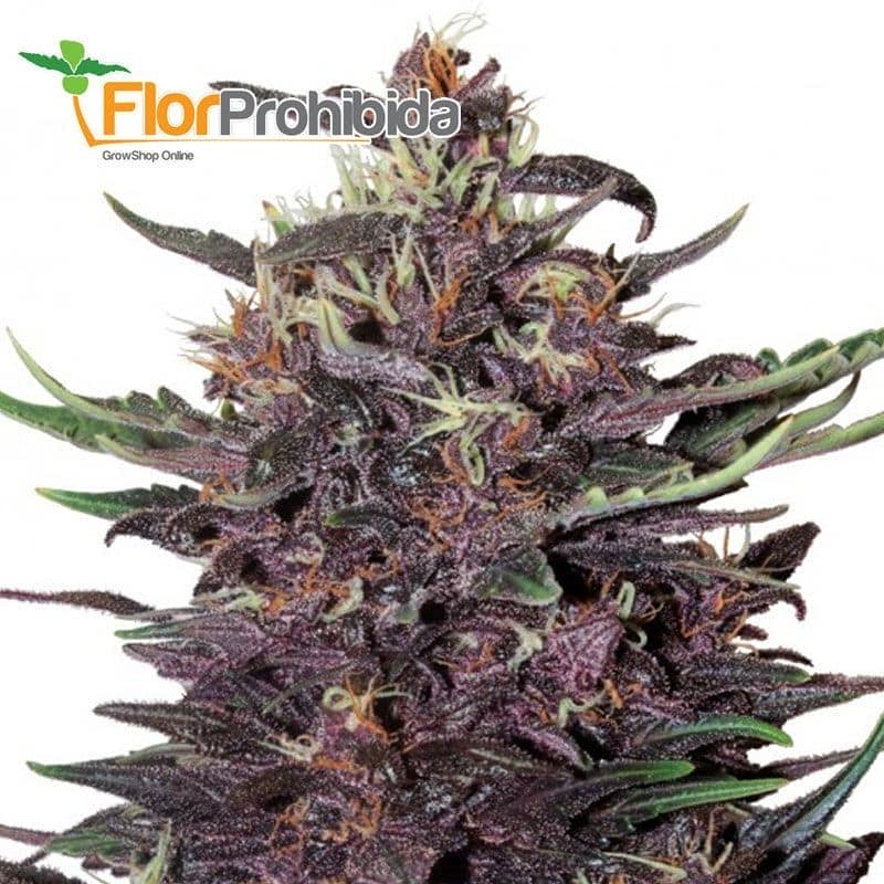 Marihuana morada - Auto Purple Kush. Florprohibida.