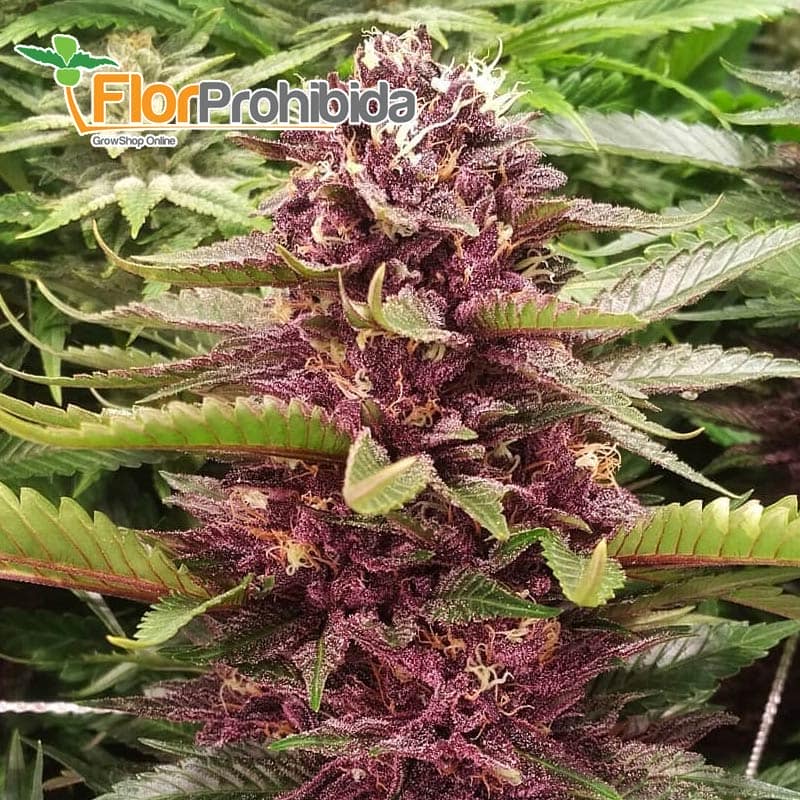 Marihuana morada. Mendocino Purple Kush. FlorProhibida.