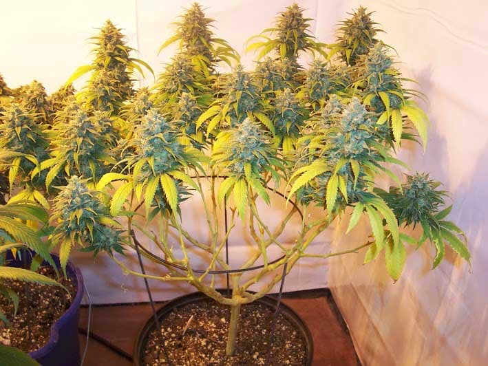 Marijuana Plant with Lollipop Pruning