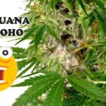 Cogollo de marihuana con moho