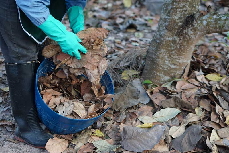 Materiales marrones para compost como hojas secas y maderas