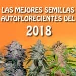 Las mejores semillas autoflorecientes del 2018