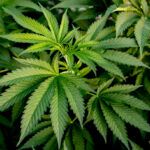 Las mejores semillas indicas de marihuana