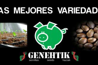 Mejores variedades de Genehtik Seeds