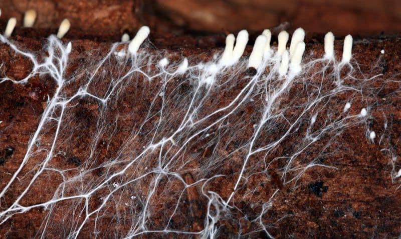 Micelio de setas