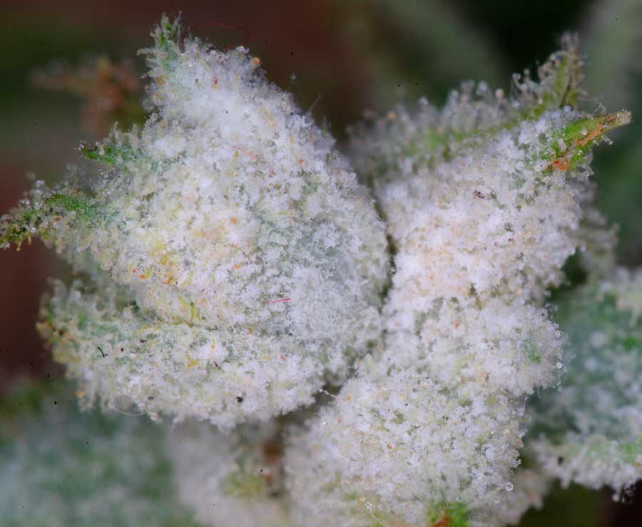 Cannabis infectado con moho blanco