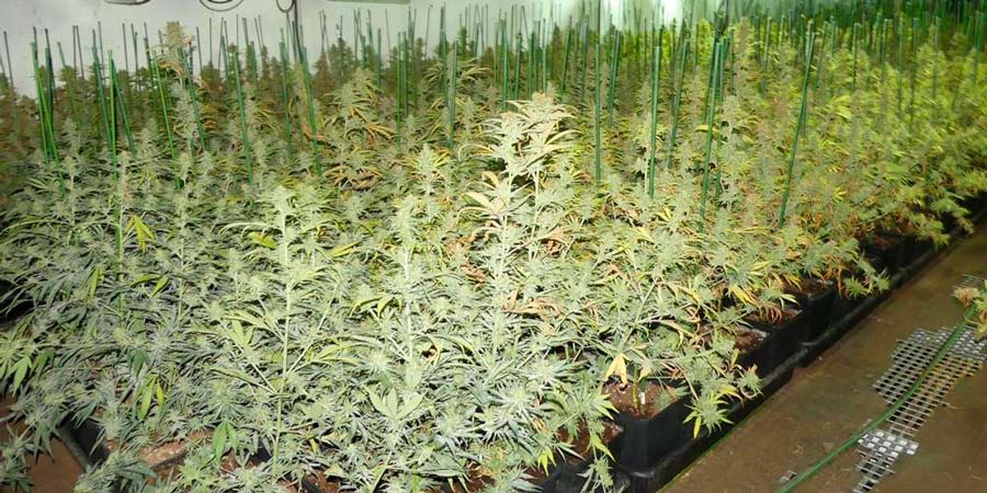 plantas de marihuana estiradas hacia arriba compitiendo por la luz