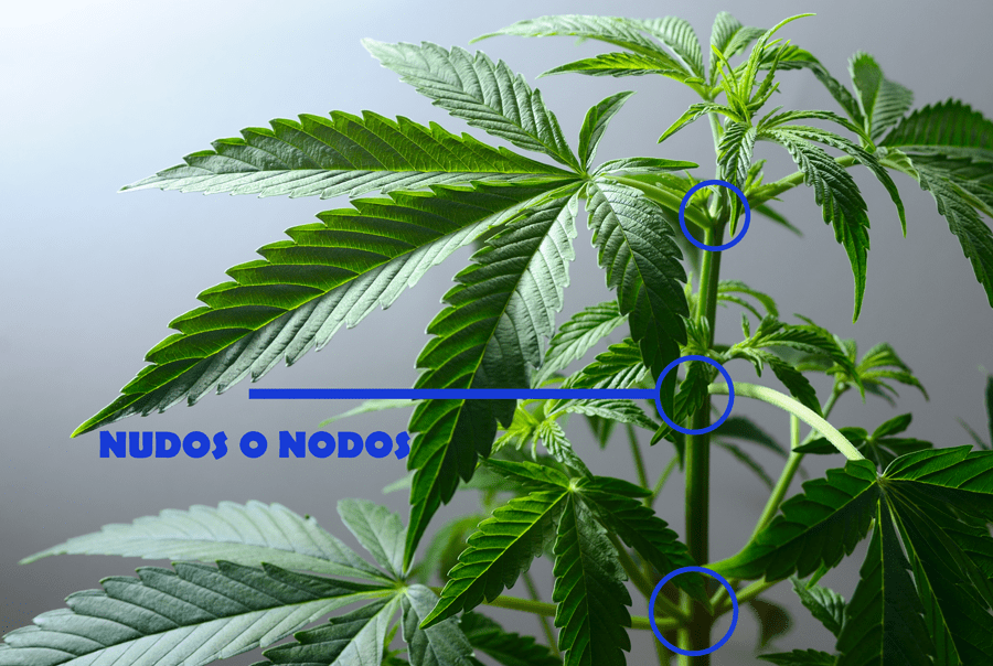 Nudos o nodos de una planta de marihuana