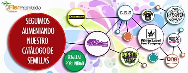 Nuevos bancos de semillas de marihuana en FlorProhibida.com
