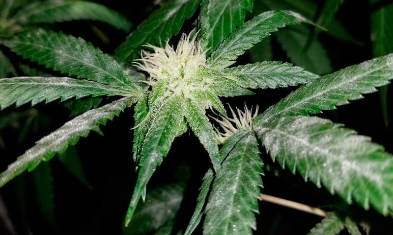 Powdery mildew on marijuana spreading through the leaves