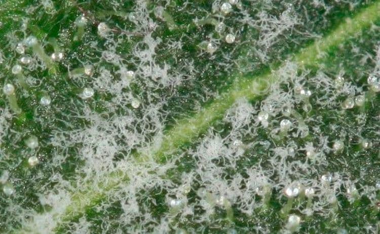 Powdery mildew on marijuana plant seen up close with a microscope