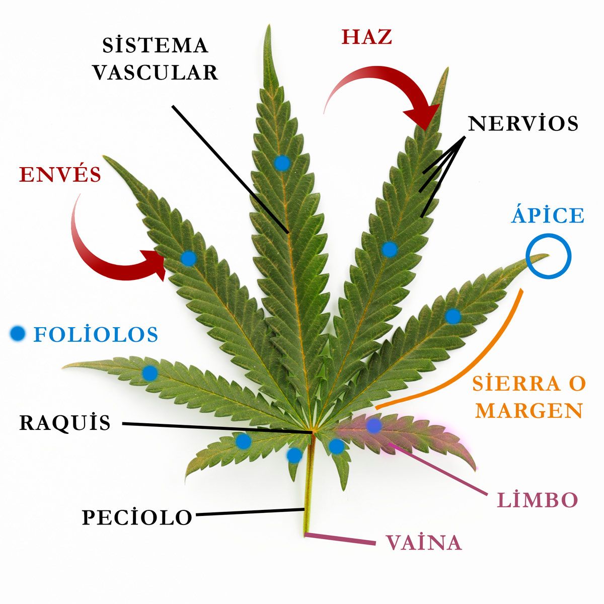 Todas las partes de las hojas de marihuana