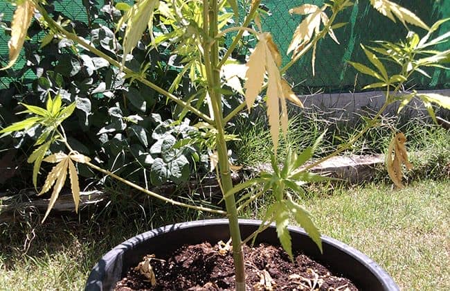 Planta marihuana con exceso de calor