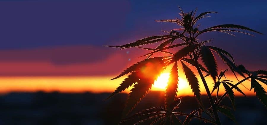 Planta de marihuana al sol en exterior