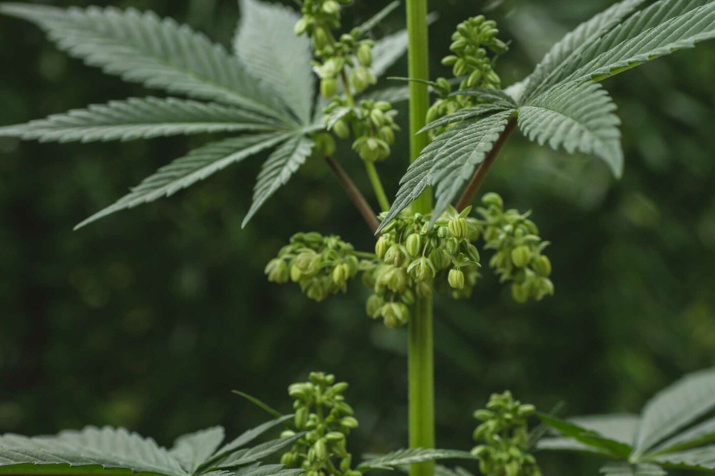 Planta de marihuana macho