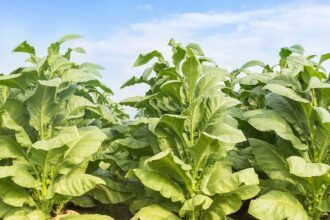 Cultivo de plantas de tabaco