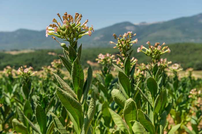 Planta de tabaco en floración