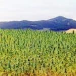 Plantación legal de marihuana con licencia