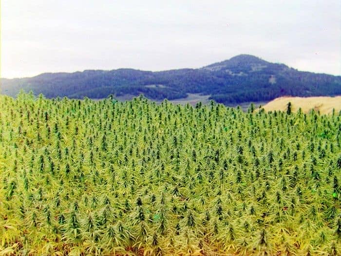 Plantación legal de marihuana con licencia