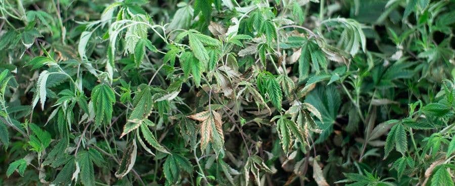 Planta de marihuana hermafrodita con estrés hídrico 