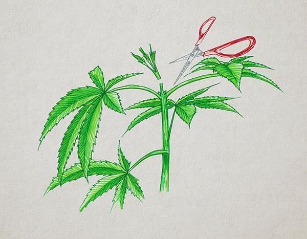 Cómo plantar marihuana - Poda apical